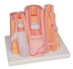 Artery and Vein Model - 14-times enlarged